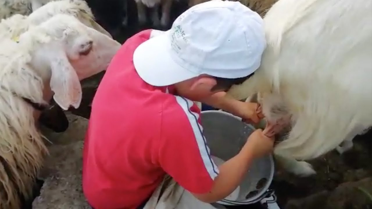 #DGFattoAMano - Milking sheep with Gandolfo Pantina