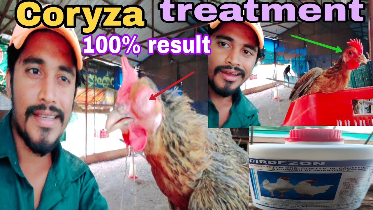 मुर्गी मे होने वाली बीमारी । coryza in chickens । Coryza treatment। Azmath pasha