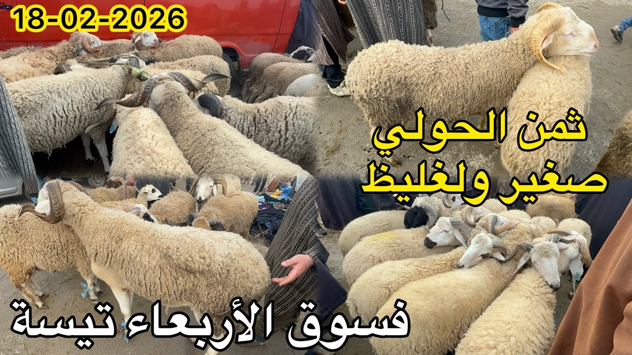 ثمن حولي صغير تالعيد أضحى ولغليظ فسوق أربعاء تيسة 18/02/2026