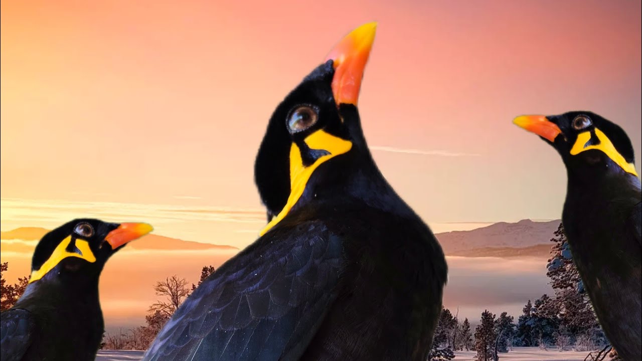 Chim Nhồng nói tiếng người #birds #animals /Cute Animal -VN 7979