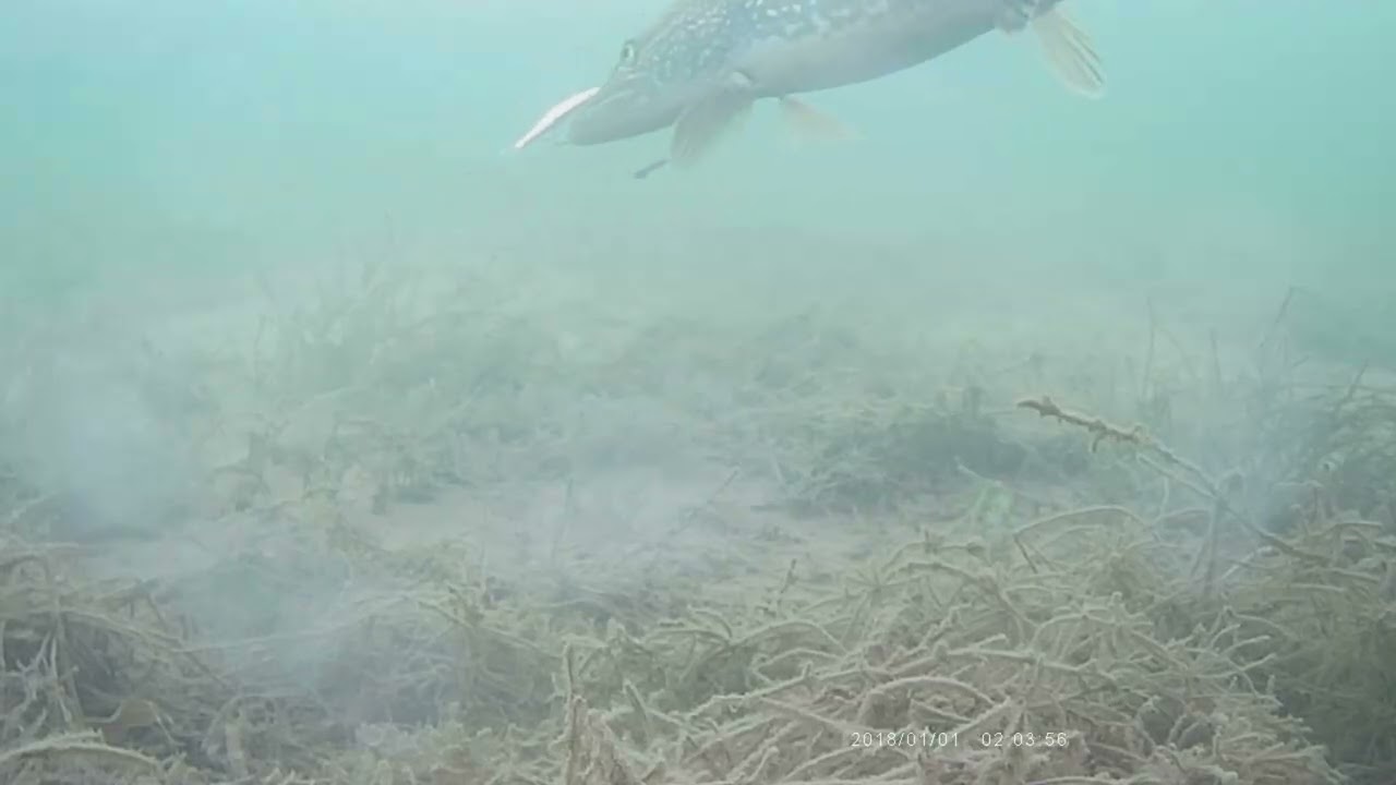 Perch Flee Predator