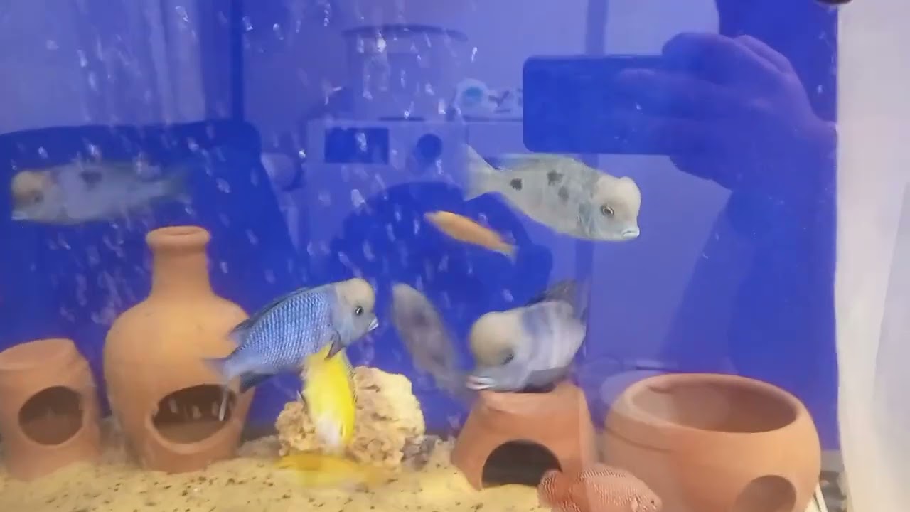 “Hobiden Tesise Giden Yol: Tepeli Yunus Üretim Hayalim |Gün 1” #safkan #tepeliyunus#aquarium #ciklet
