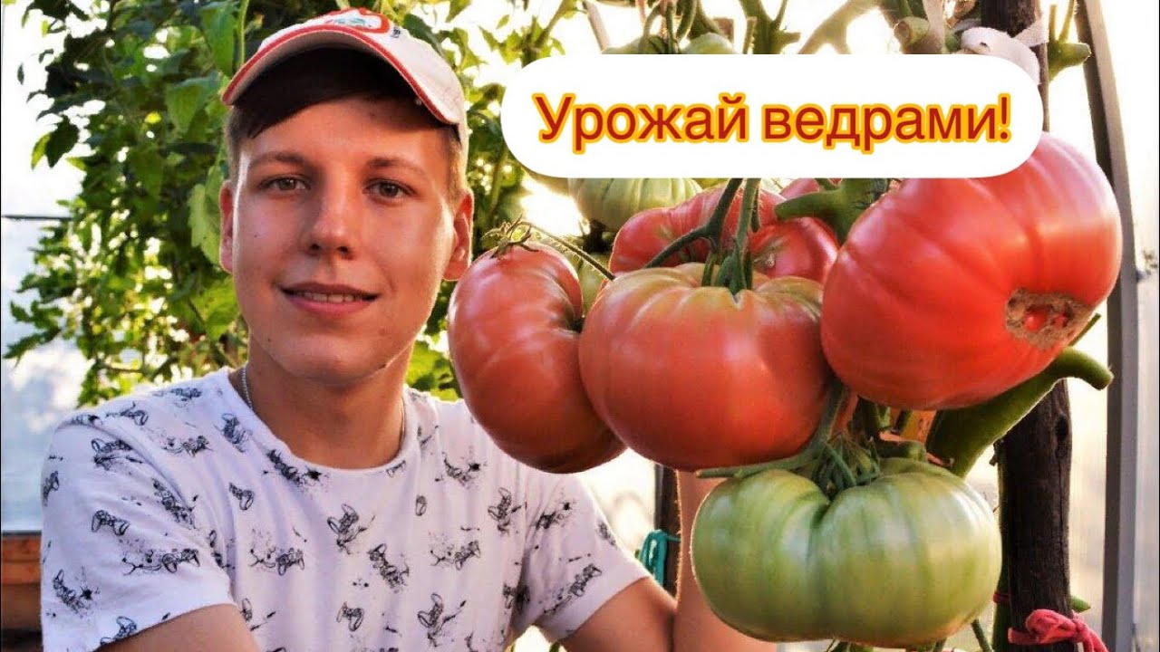 УРОЖАЙ🍅ТОМАТОВ🍅ВЕДРАМИ| ПЛЮСЫ МЕТОД РЕЗКИ: ОТ ТЕОРИИ К ПРАКТИКЕ💥