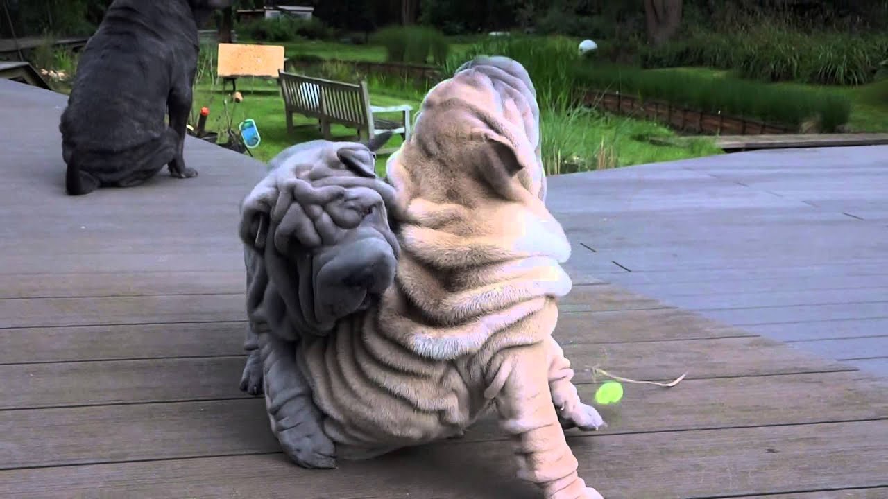 sharpei puppies ( Bo-Tox & Pee-Wee)