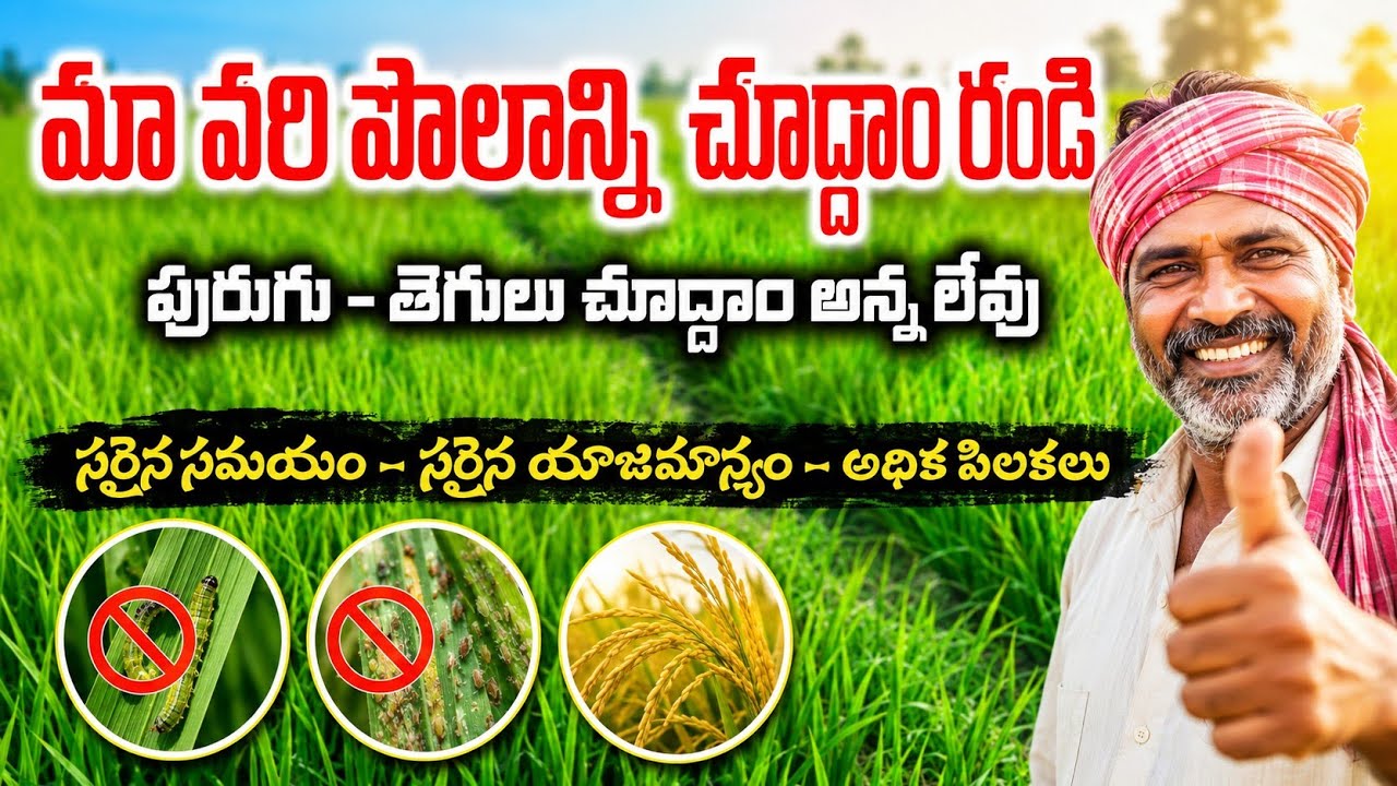 వరిలో అధిక పిలకలు | మా వరి పొలాన్ని చూద్దాం రండి @prasadagriculture 