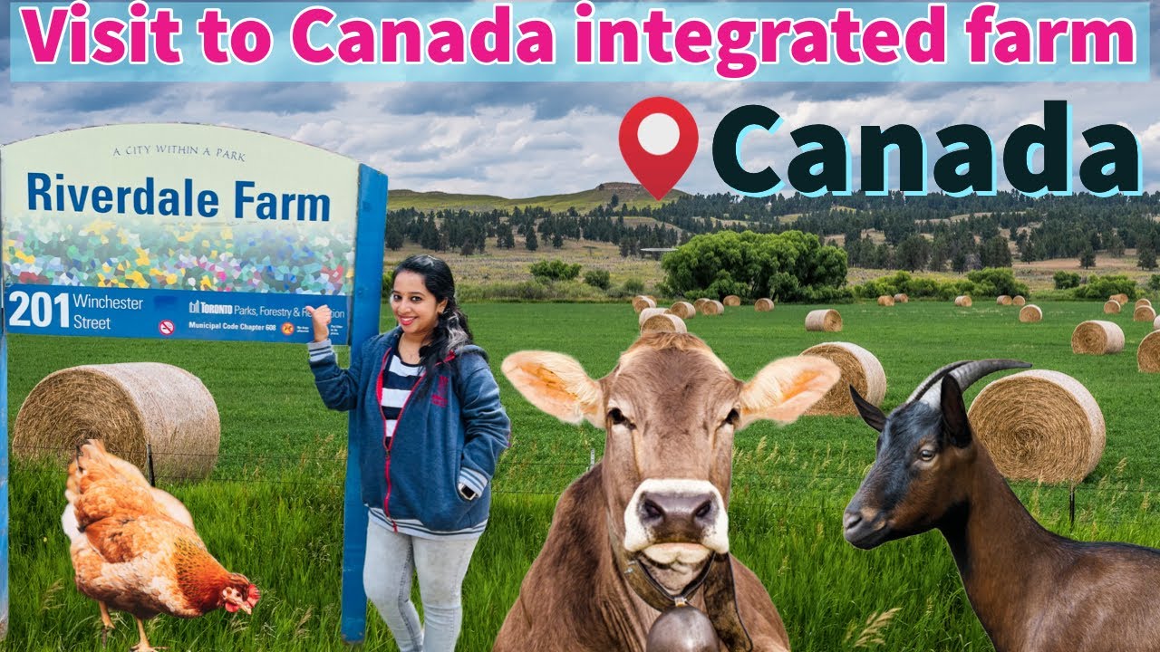 Visit to Canada integrated farm 🐄🐓| ஒருங்கிணைந்த பண்ணை|Riverdale farm #tamilvlogs #lifestylevlogs