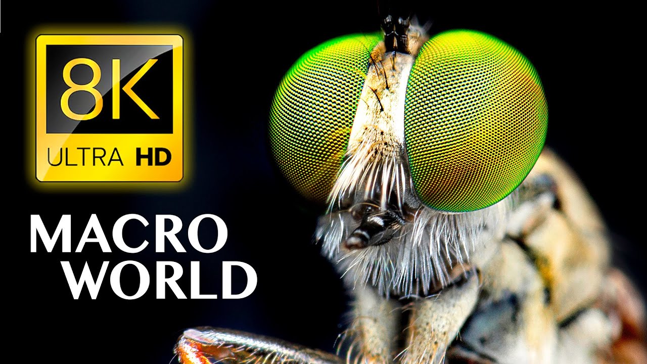 SUPER ŚWIAT MAKRO w 8K ULTRA HD