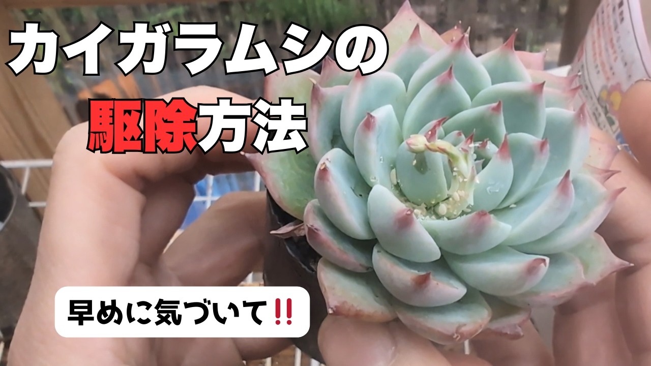 これで簡単に駆除できます。薬剤使わなず、カイガラムシを駆除する方法。