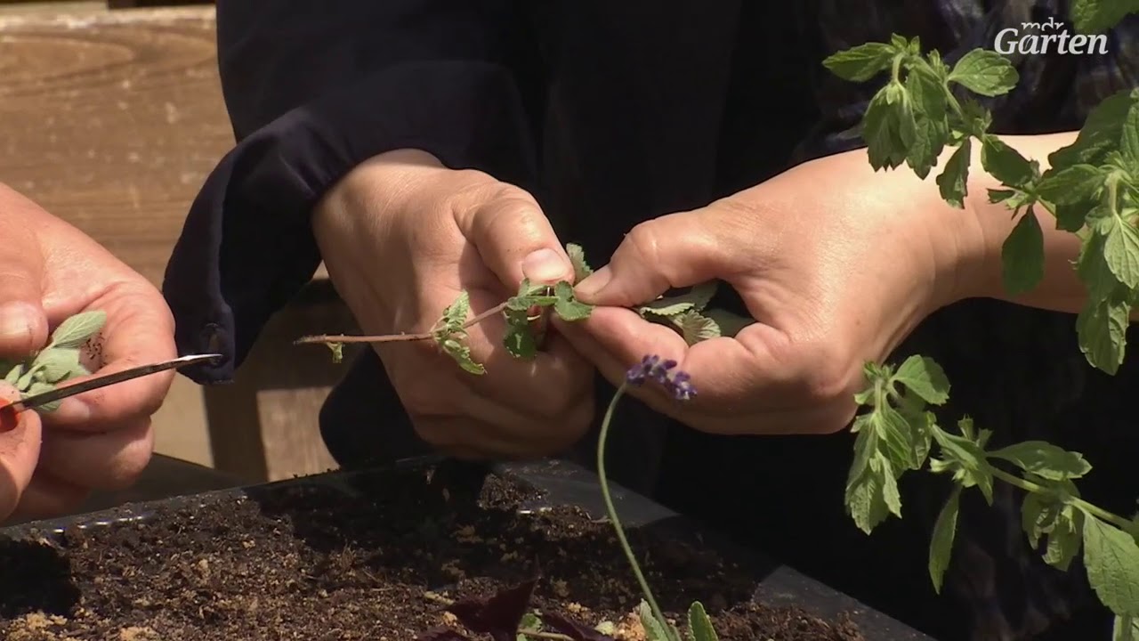 Stauden, Kr&auml;uter und Geh&ouml;lze &uuml;ber Stecklinge vermehren | MDR Garten