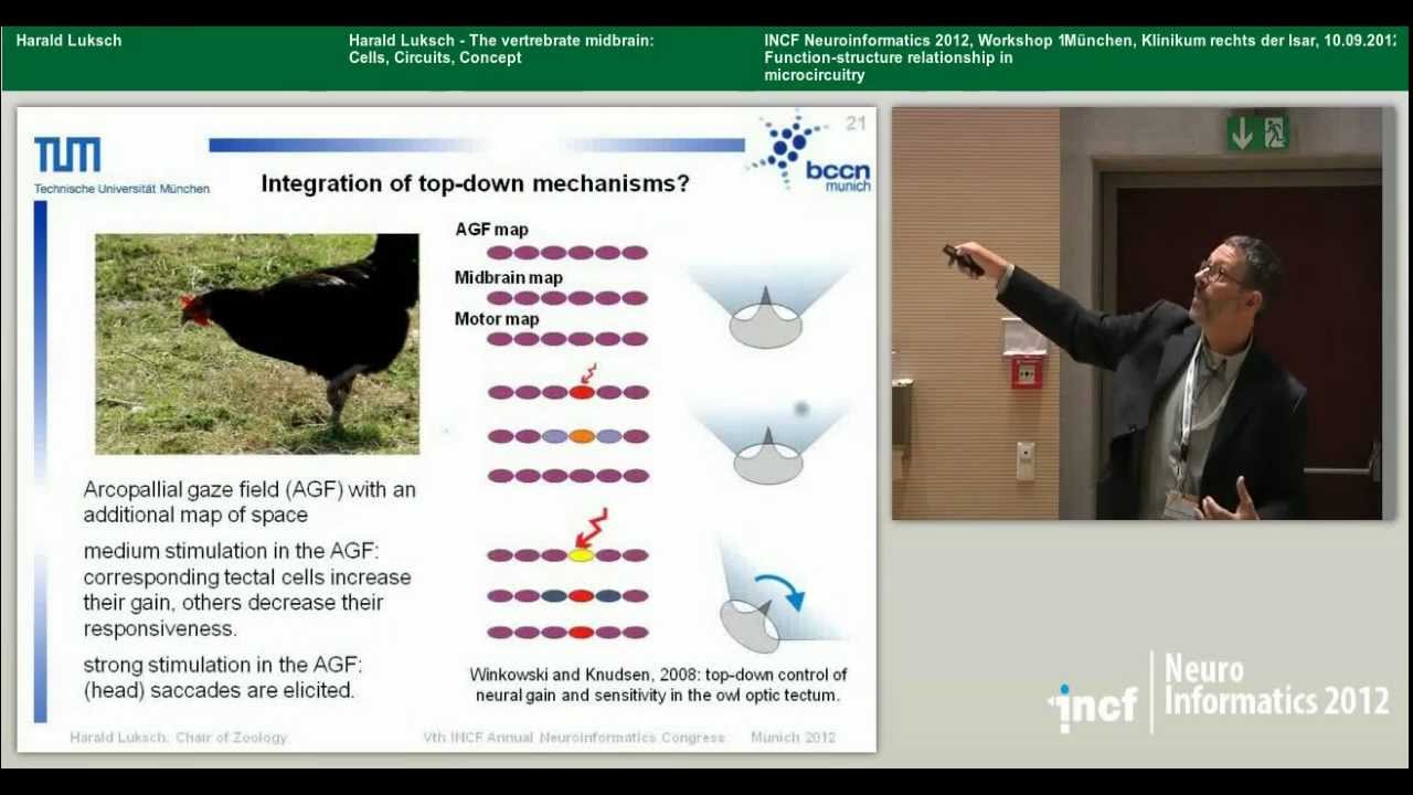 Harald Luksch - The vertebrate midbrain: Cells, Circuits, Concepts (2012)