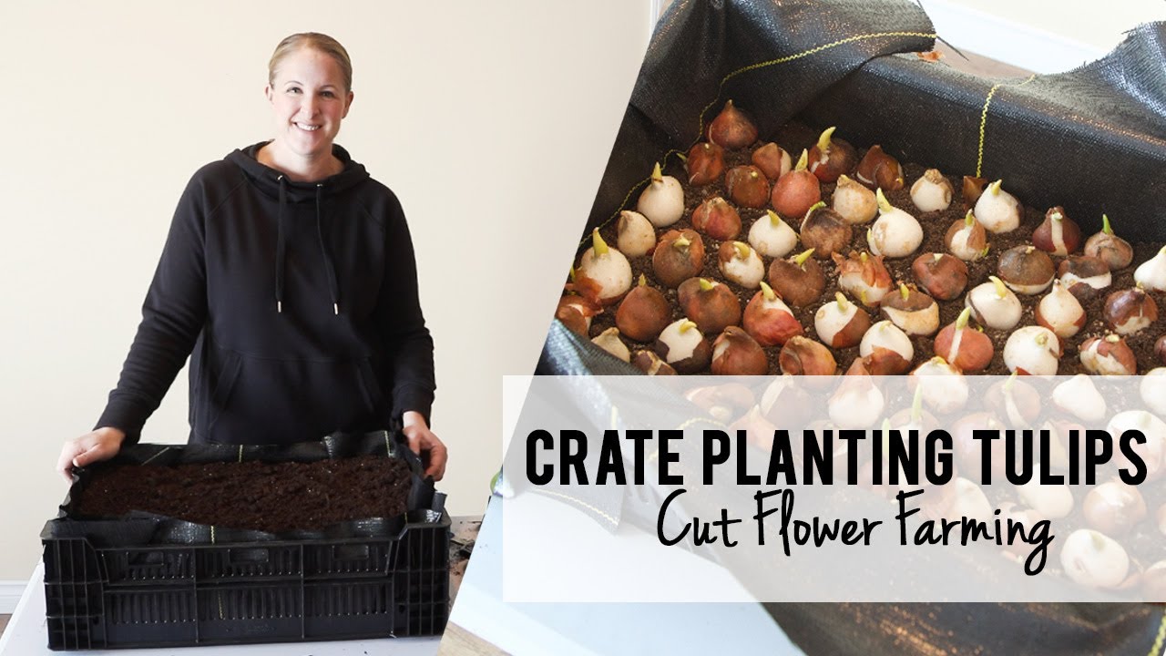 Planting Tulips in a Crate for Spring Cut Flowers