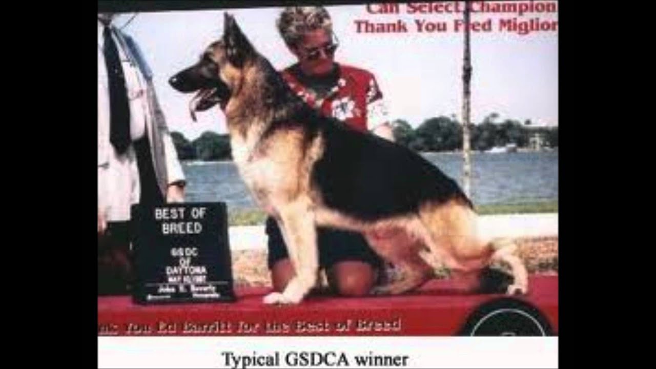 German Shepherd Dog - Then and Now