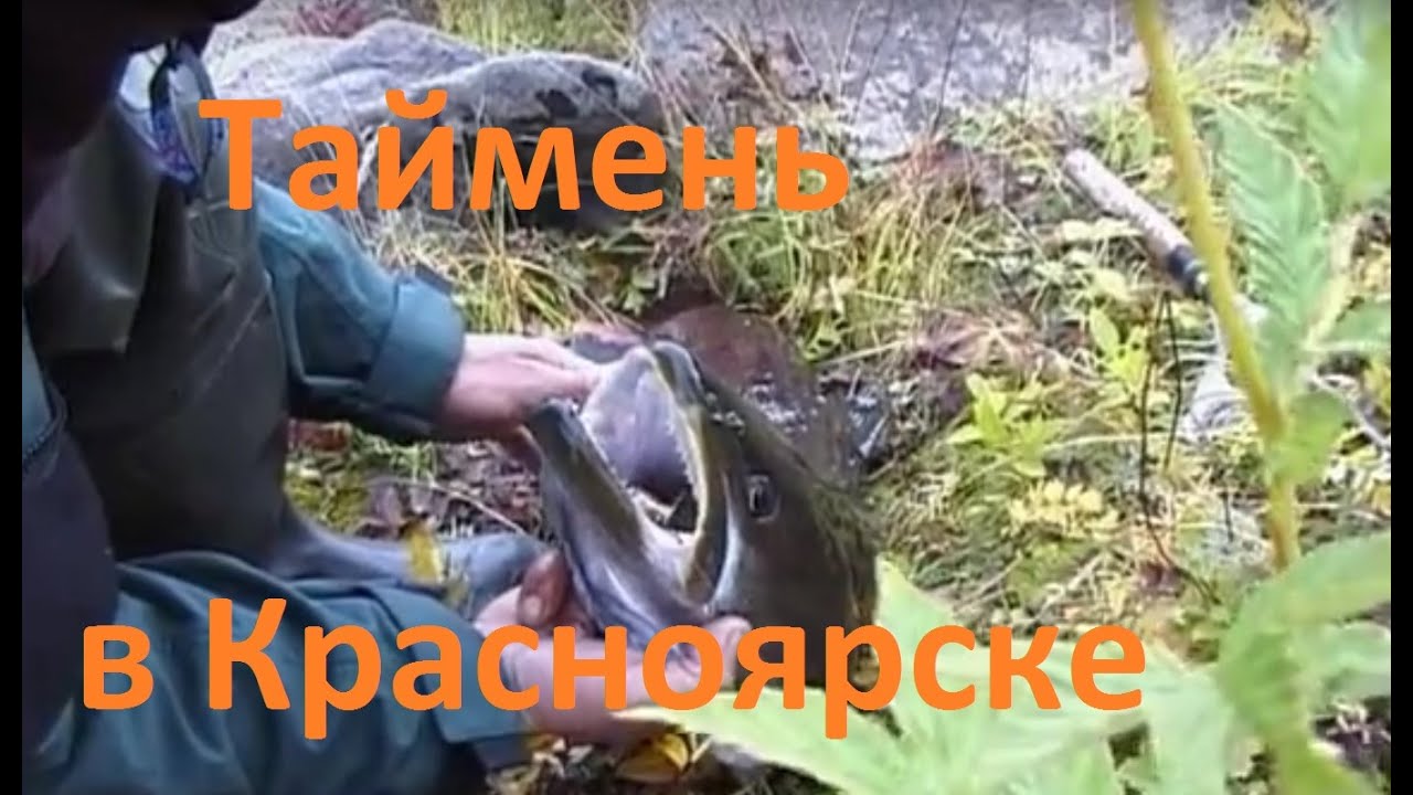 Диалоги о рыбалке - 201- Ловля тайменя в Красноярске.