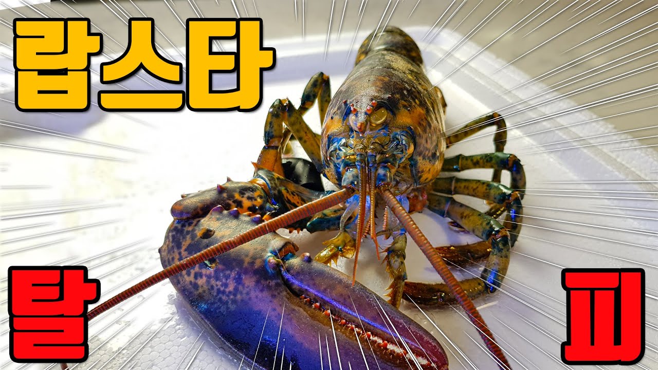 유튜브최초!! 집에서 기르던 랍스터가 탈피했습니다~ Youtube's first lobster stripping video [해수인TV]