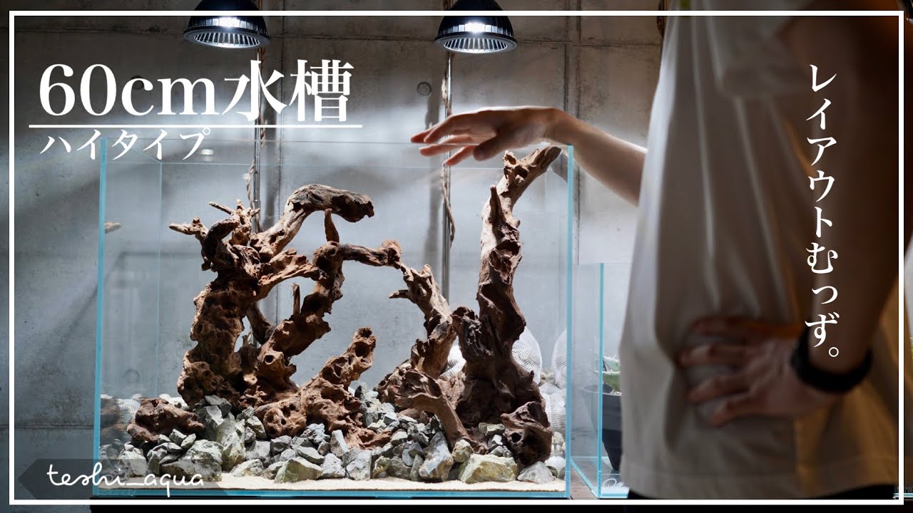 【アクアリウム】2万円の変な流木で立上げる60cm水槽/ハイタイプ/aquarium/vlog/陰性水草/#24