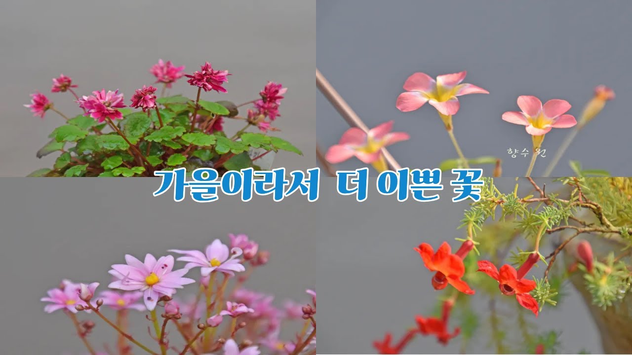 가을이라서 이 이쁜 꽃#대문자초# 네리네,#사랑초# 고려담쟁이 등