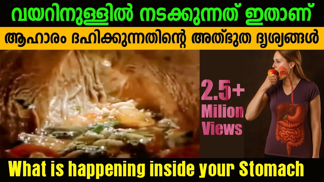 This should be practiced to prevent food from becoming poisonous in the stomach | How human diges...