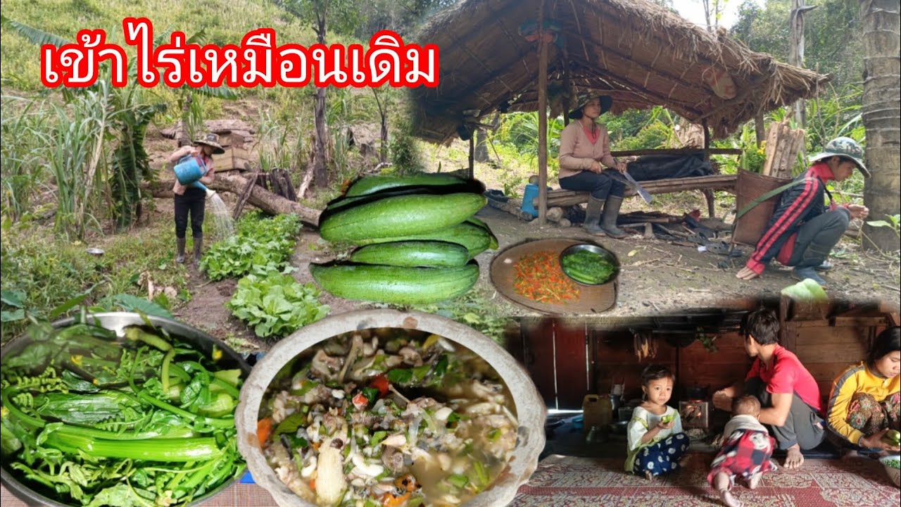 เข้าไร่มารดน้ำสวนผัก เก็บพืชผัก ตัดฟืนตัดไม้มาทำรั้วสวนผัก ป่นเขียดลวกผักแช่บๆพี่น้อง-บ่าวยืง