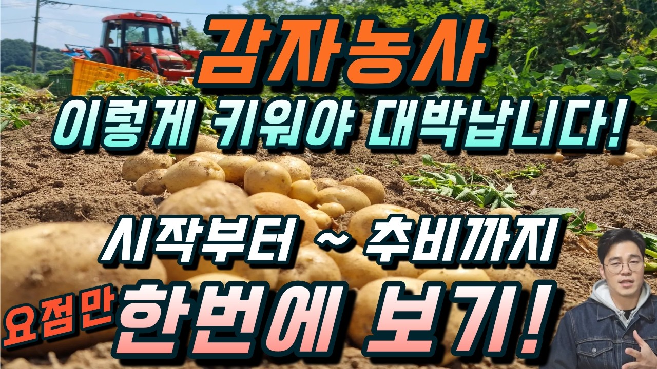 심기부터 추비까지 완벽한 감자 농사법. 딱 이렇게 하시면 됩니다. 감자농사 몰아보기!!