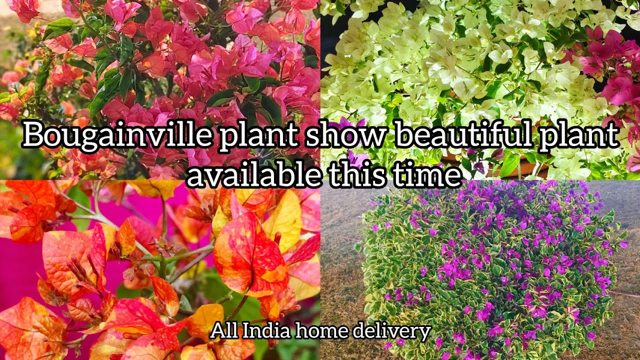 🛑 BOUGAINVILLE TOP BEAUTIFUL VARIETY THAILAND VARIETY INDIAN VARIETY AVAILABLE WHOLESALE PRICE NEW