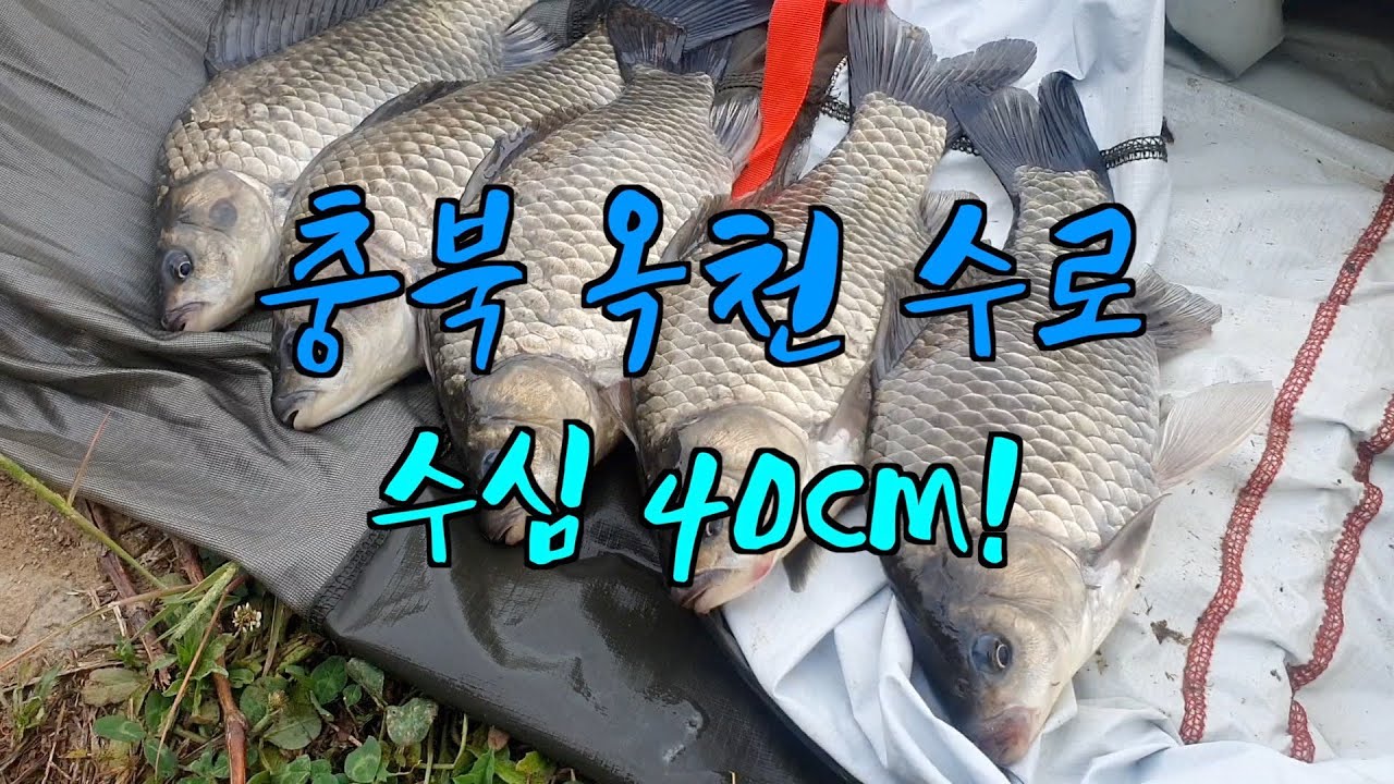 [어복TV 시즌2] 30화 충북 옥천 수로 저수심 붕어낚시!🐳