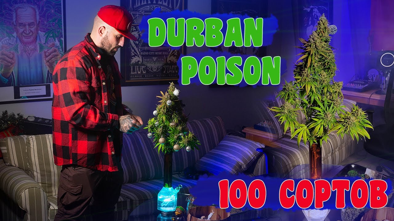 DURBAN POISON - легендарная САТИВА из Южной Африки