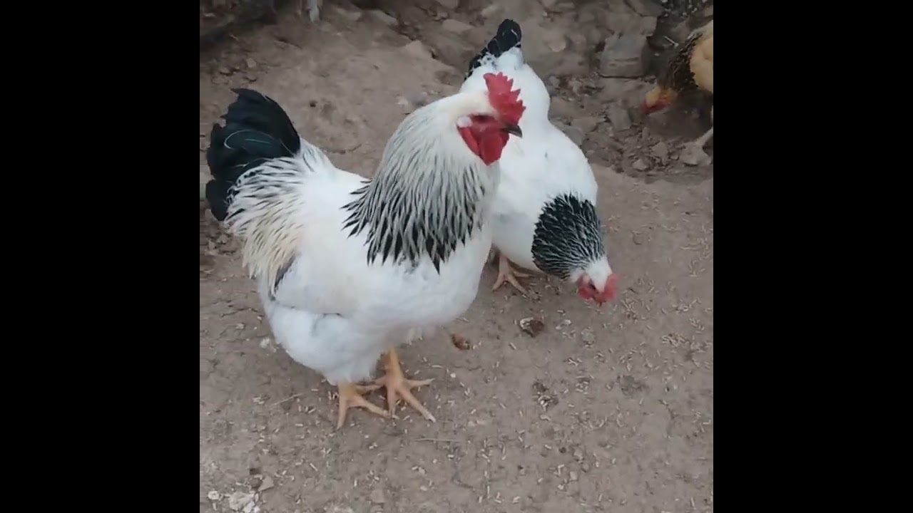 Evening Animal Check