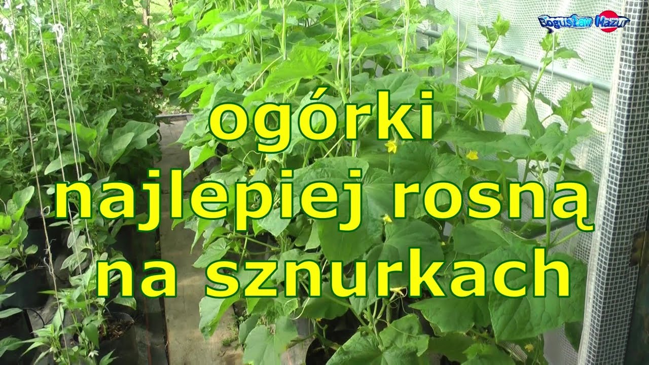 ogórki najlepiej rosną na sznurkach
