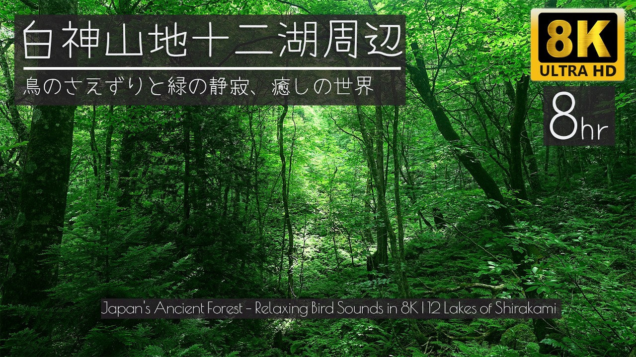 白神山地・十二湖の深緑に包まれて ─ 鳥のさえずりと静寂の森【8K・8時間】Shirakami Birdsong Forest