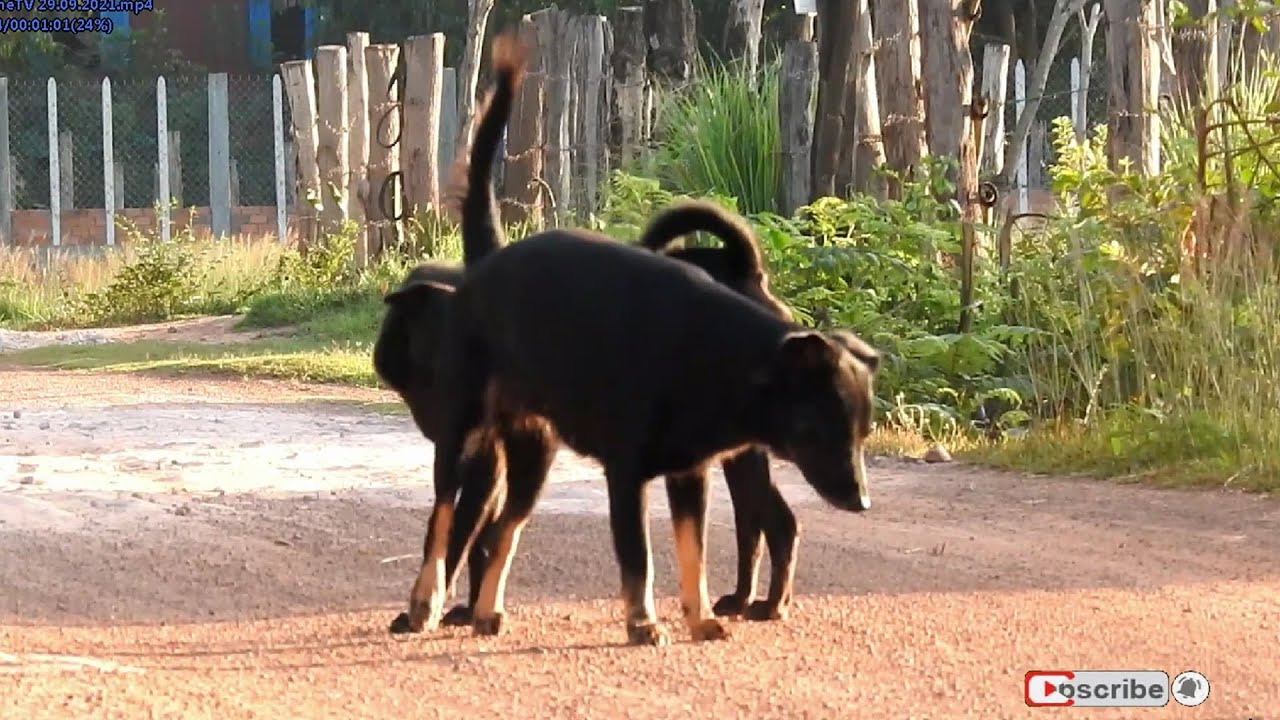 Awesome Sweet Rural Dogs In Village!!! Black Labratony Dog Meeting Doberman On Street Early Morning