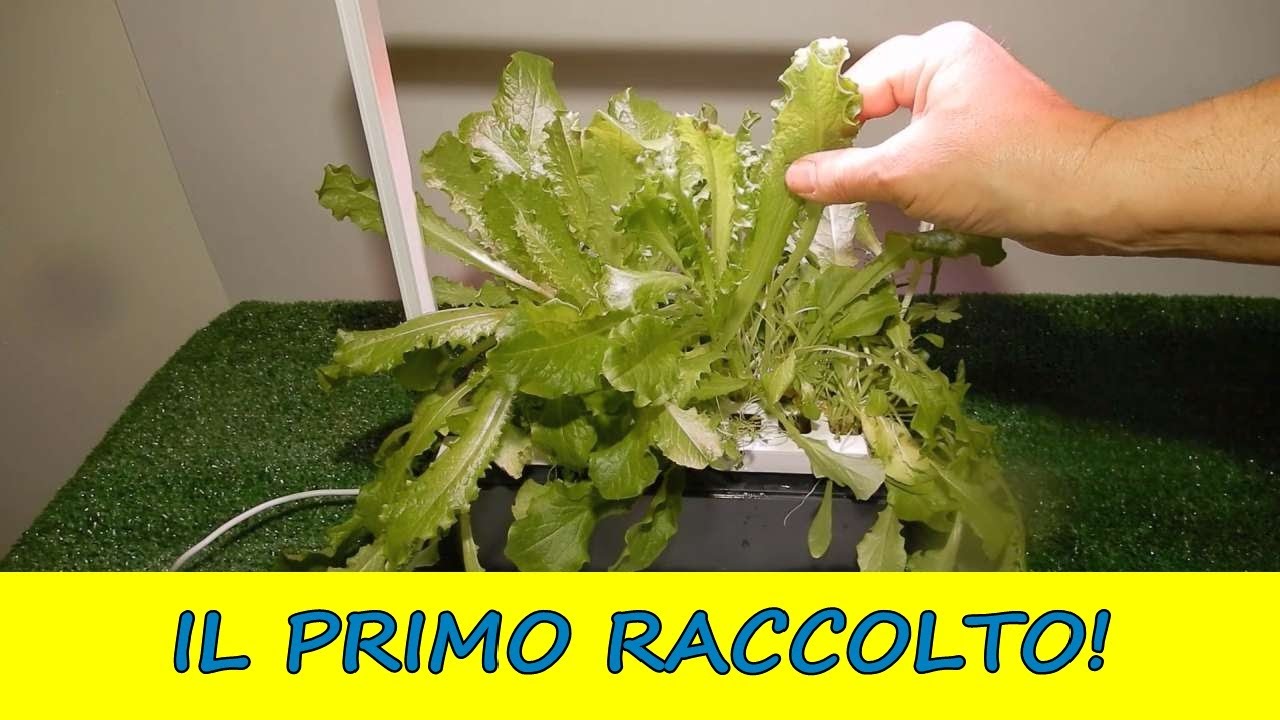 CLIZIA SMART GARDEN! Primo raccolto di lattuga! Cosa coltivare e cosa non coltivare!