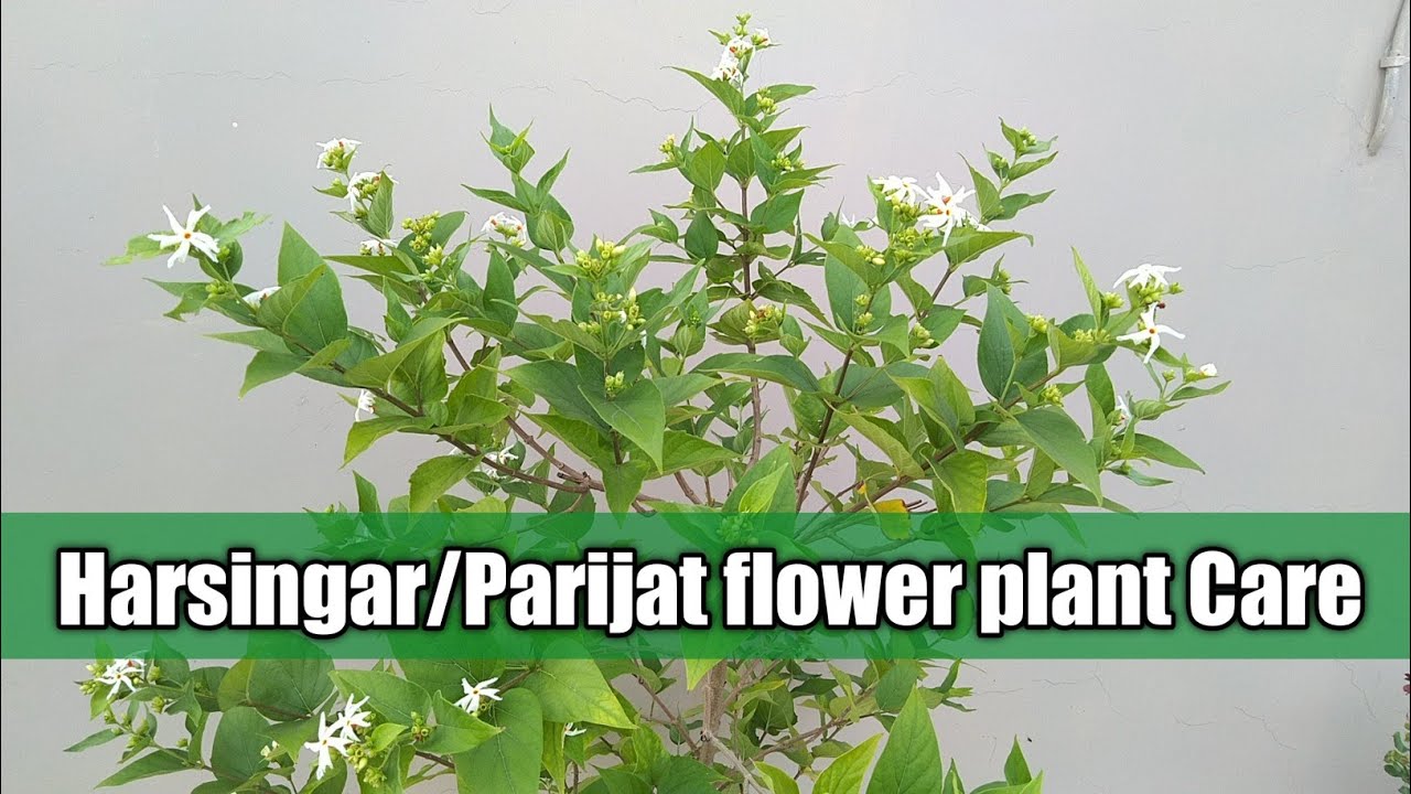 Parijat/harsingar Plant care || care of parijat Plant in pot || harsingar Plant ||