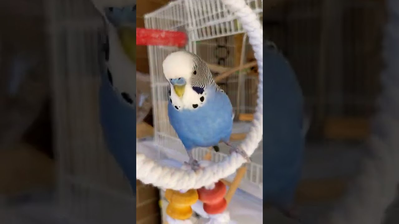 Budgie Screaming