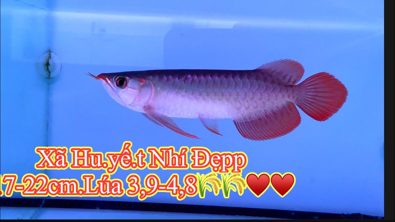 XÃ H.uy.ết Nhí Đẹpp - 17-22cm 3,9-4,8🌾❤️- CÁ RỒNG VIỆT NAM AROWANA |141 