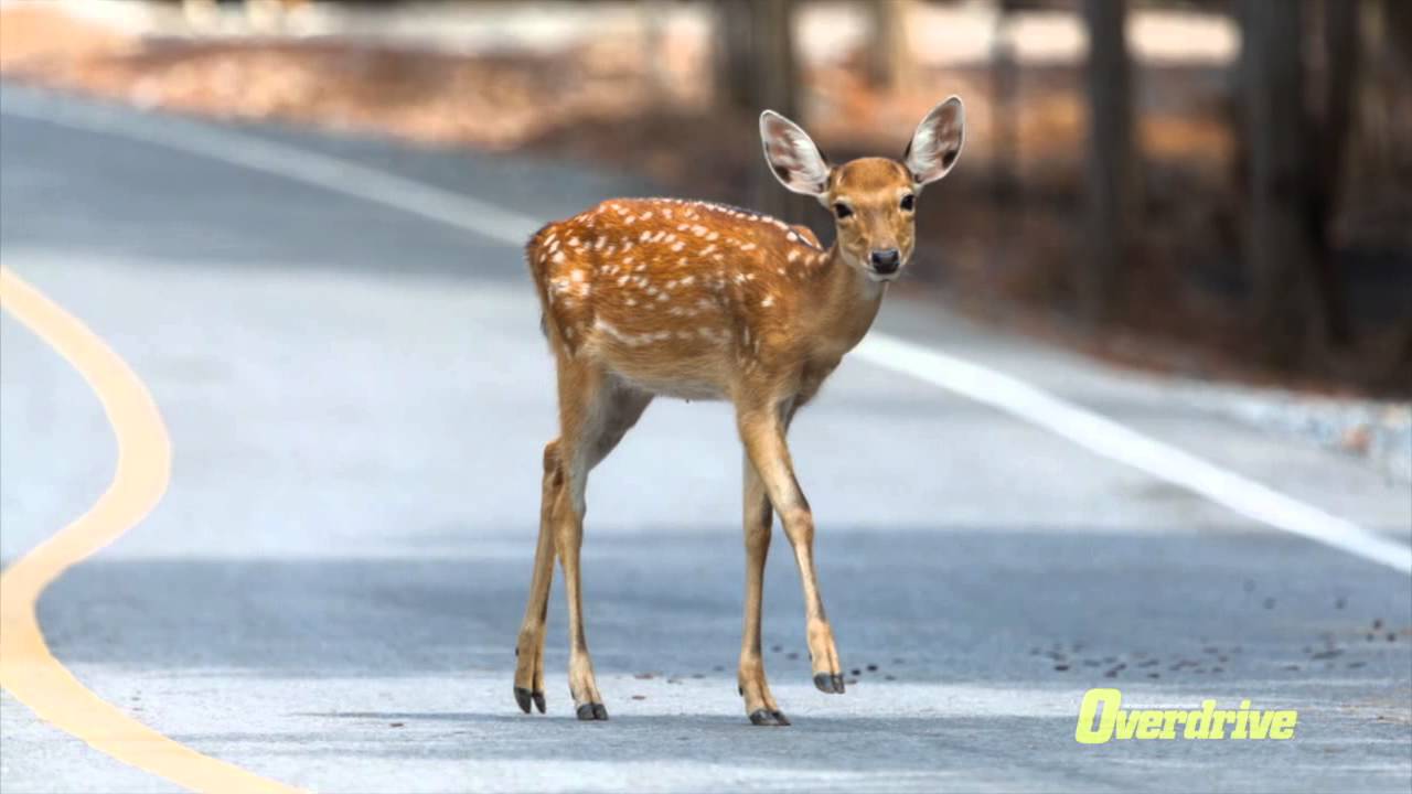 30-second trucker tip: Deer on the highway!