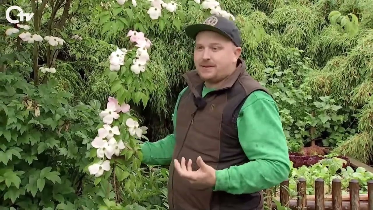 Blumenhartriegel -Cornus kousa was muss ich alles beachten