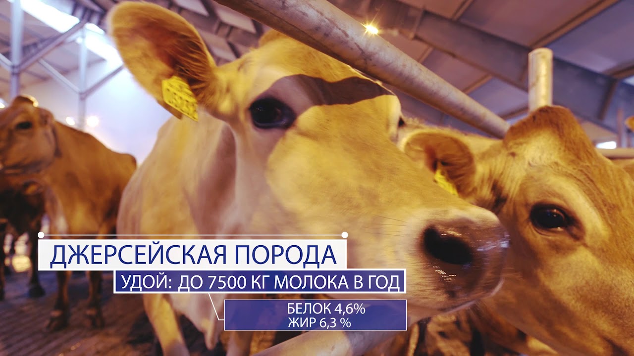 Фильм о компании 