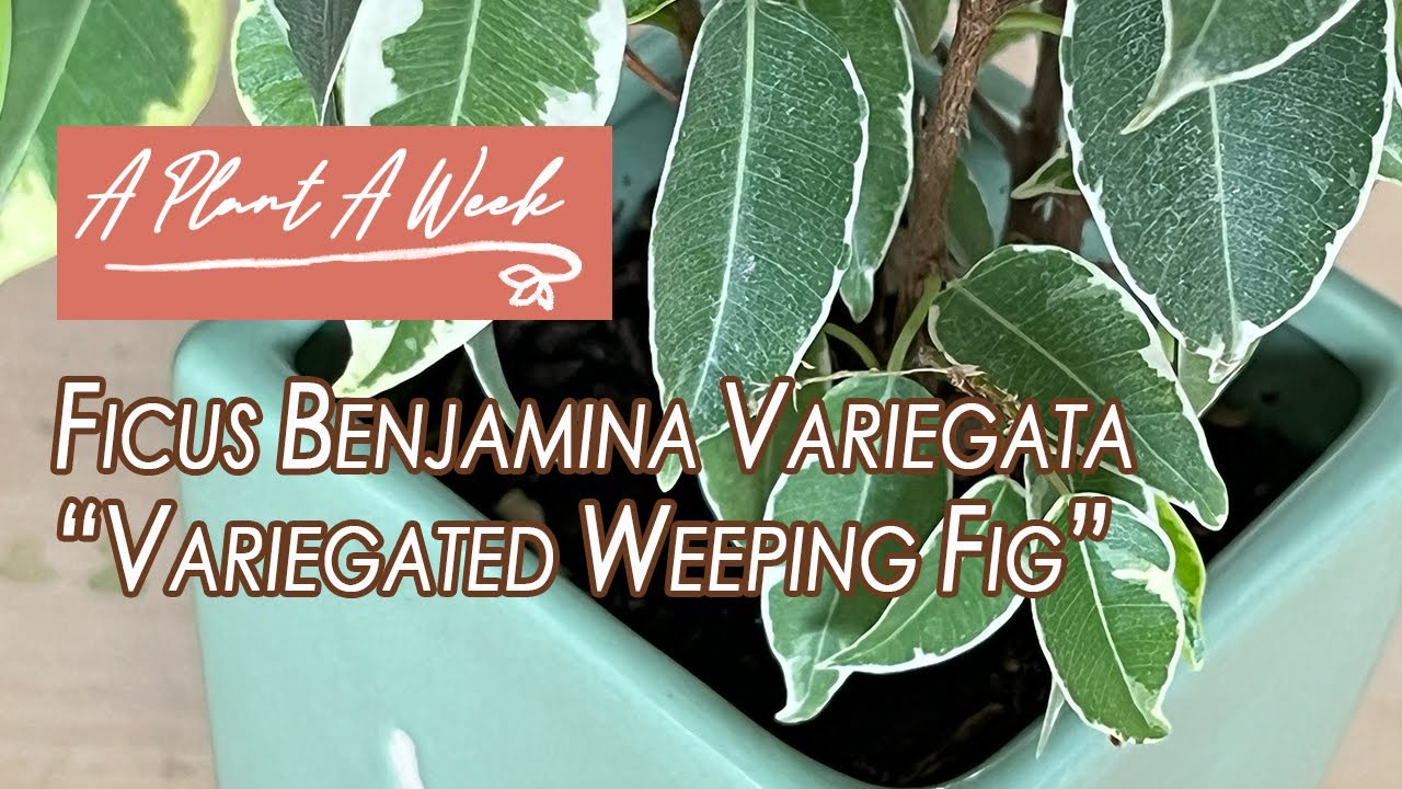 Ficus Benjamina Variegata 