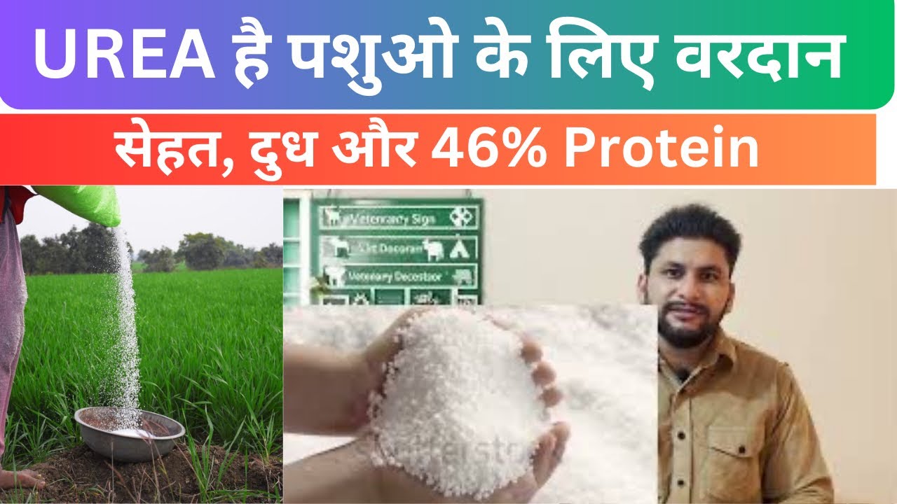 यूरिया है पशुओ के लिए वरदान | ऐसे ले UREA से दूध | Use करने का सही तरीका @Dr Charandeep