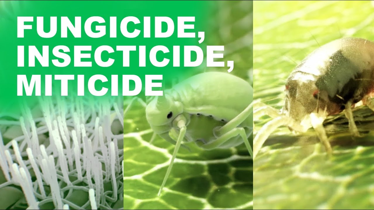 PREV-AM fungicide, insecticide, and miticide