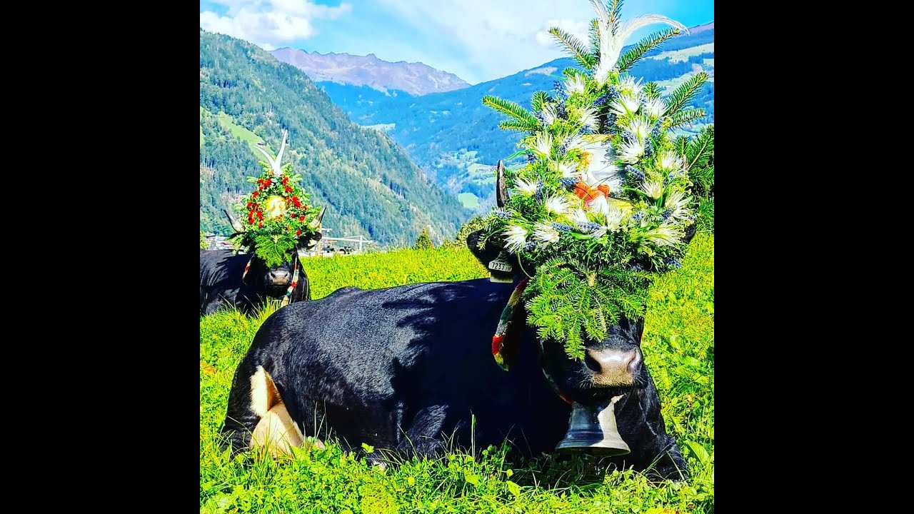 Almabtrieb Zillertal Haus Schweiber 2021