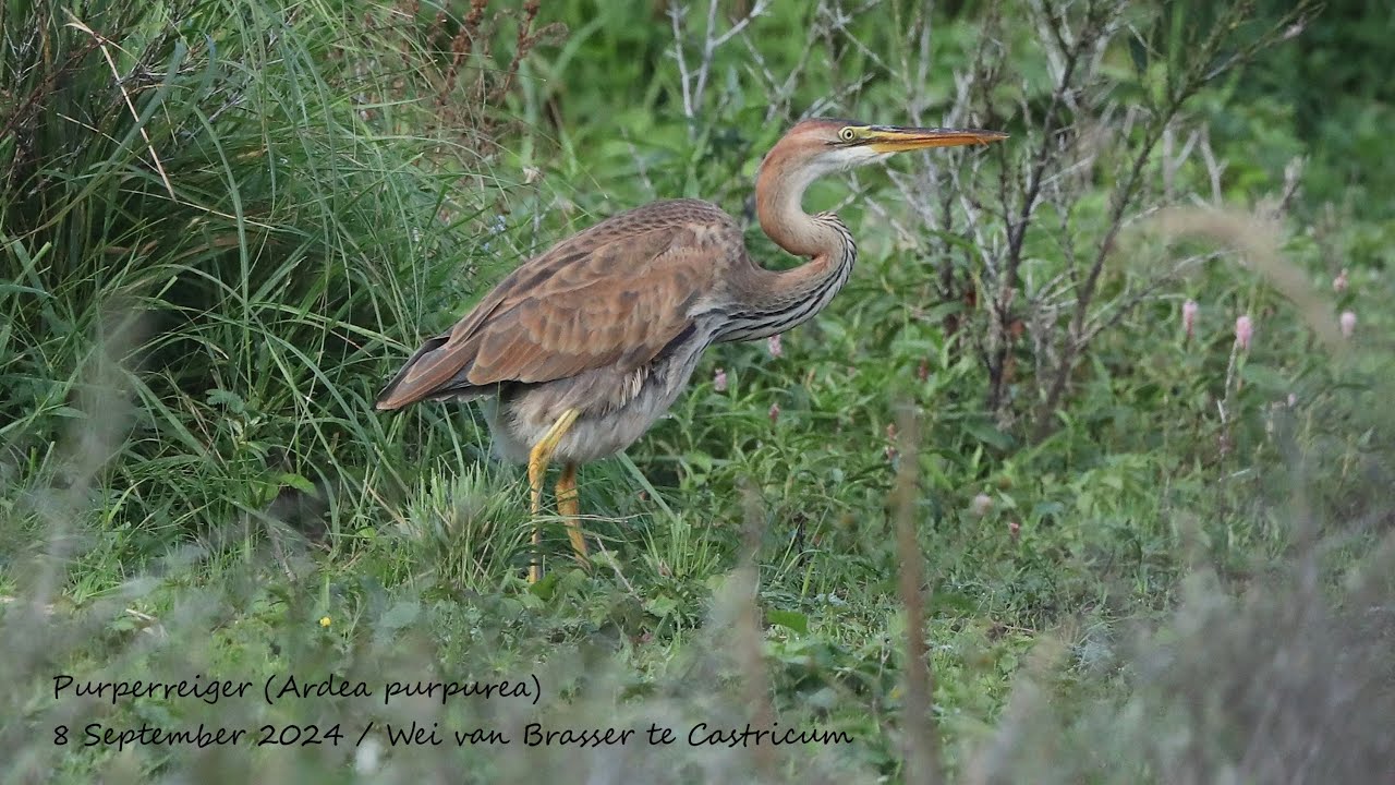 Slideshow with 80 of my favourite bird pictures
