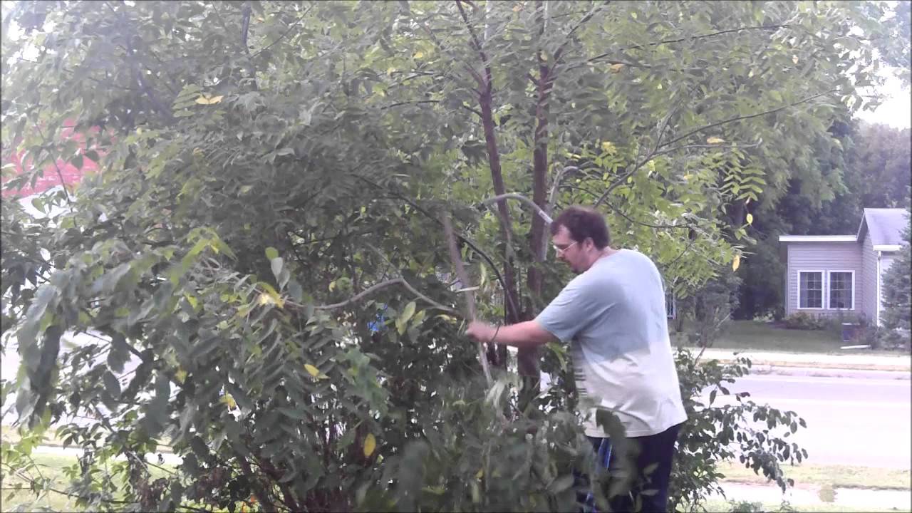 Me Bleach cutting small walnut trees with bow saw part 1