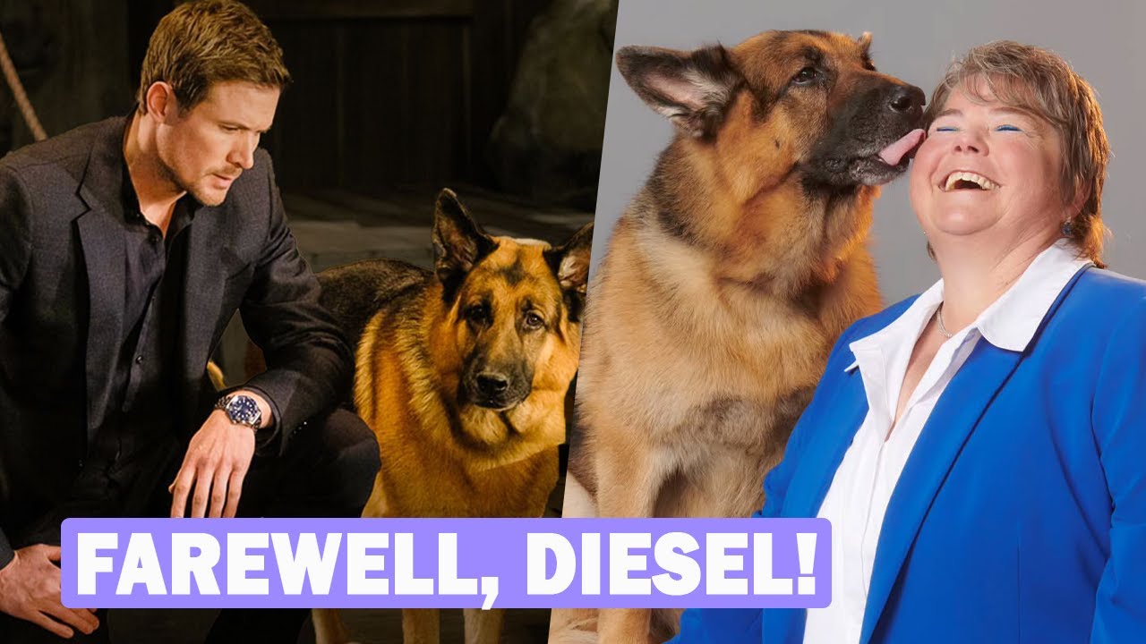 Hudson & Rex: The Truth Behind Diesel’s Death & Why It Was Kept Secret for 6 Months