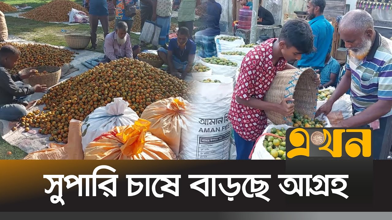 ৪৫০ কোটি টাকার সুপারি বেচাকেনার প্রত্যাশা | Jhalokathi News | Betel Nut Market | Agriculture | EKhon