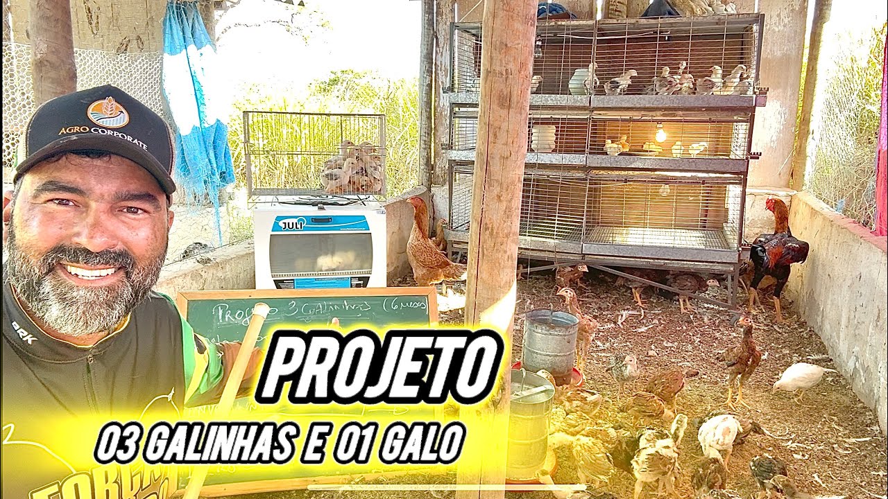 GALINHAS EMPREENDEDORAS : 03 GALINHAS QUE RENDEM 1.000,00 POR MÊS | ESSE PROJETO SÓ VOCÊ VAI VER. 