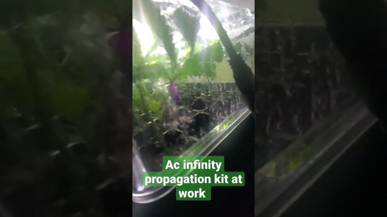 AC infinity propagation kit at work (humidity dome)