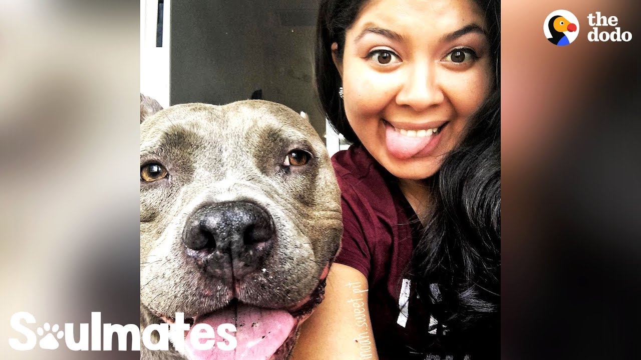 This Pittie Makes His Mom's World Go Round | The Dodo Soulmates