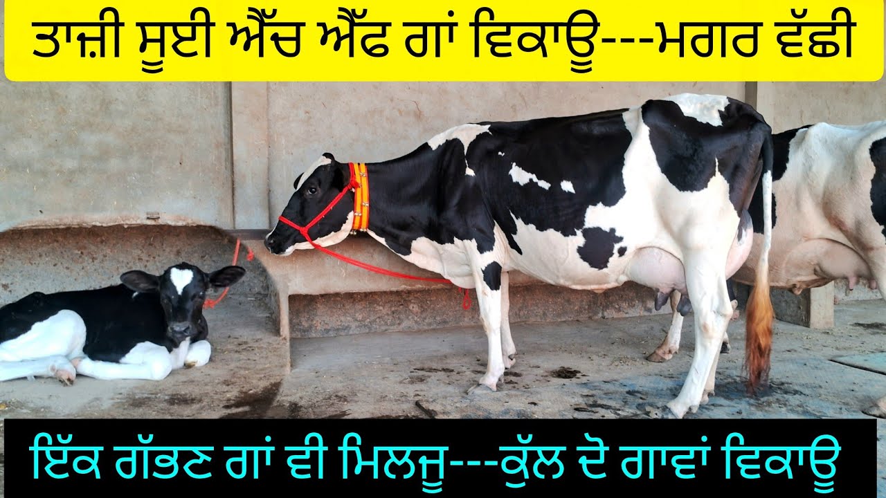 ਤਾਜ਼ੀ ਸੂਈ ਐੱਚ ਐੱਫ ਗਾਂ---ਮਗਰ ਵੱਛੀ  98557-33687  ਇੱਕ ਗੱਭਣ ਗਾਂ----ਕੁੱਲ ਦੋ ਗਾਵਾਂ ਵਿਕਾਊ hf cows for sale.
