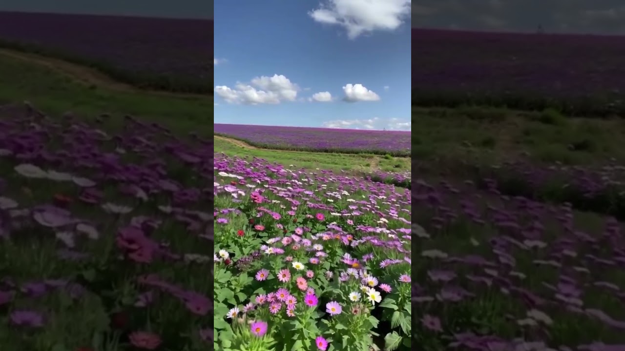 Flores | Campo Florido #lugareslindos #flores #naturezalinda #paisagemnatural #paisagensincr&iacute;veis